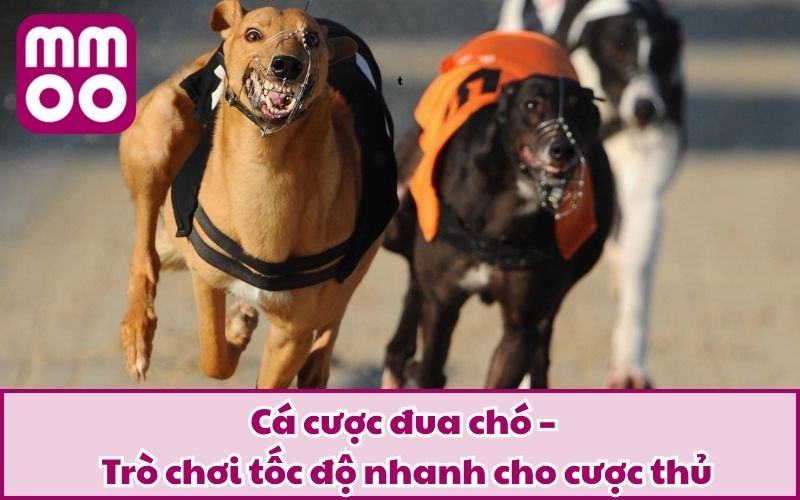 Hình Thức Cá Cược Đua Chó Mới Lạ Và Điều Bạn Cần Biết 2025 2 Cá cược đua chó – Trò chơi tốc độ nhanh cho cược thủ