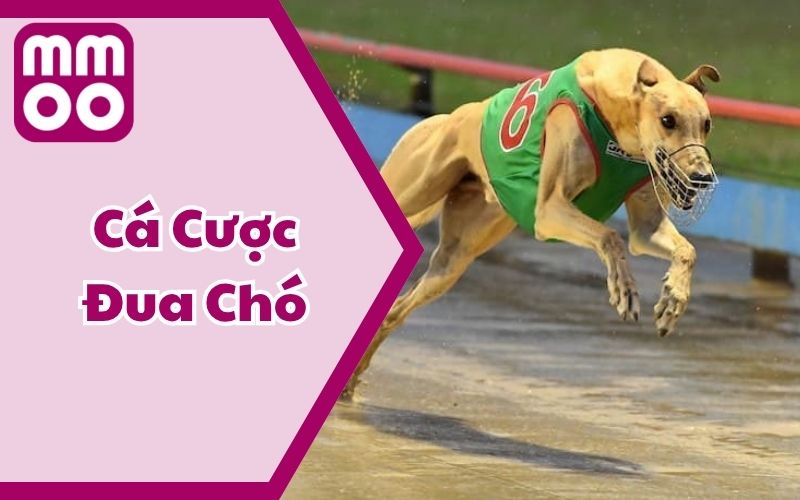Hình Thức Cá Cược Đua Chó Mới Lạ Và Điều Bạn Cần Biết 2025 3 Hình Thức Cá Cược Đua Chó Mới Lạ Và Điều Bạn Cần Biết 2025