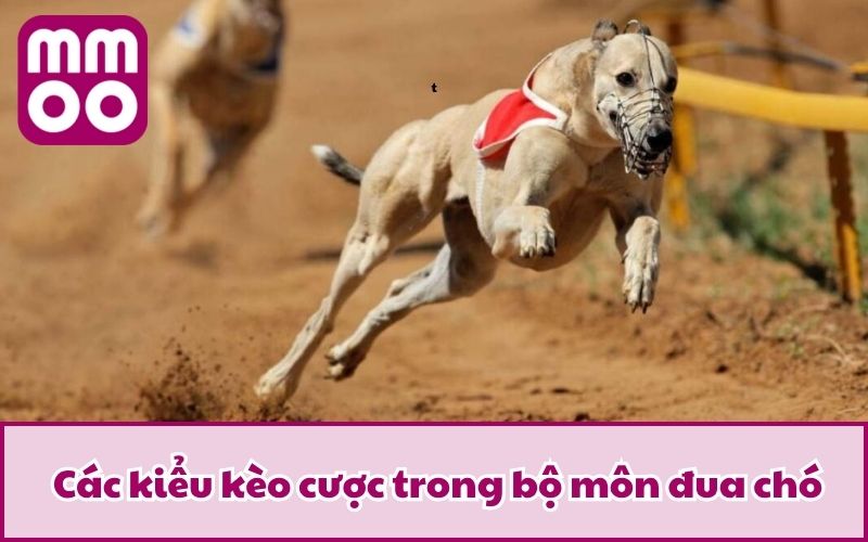 Hình Thức Cá Cược Đua Chó Mới Lạ Và Điều Bạn Cần Biết 2025 4 Các kiểu kèo cược trong bộ môn đua chó