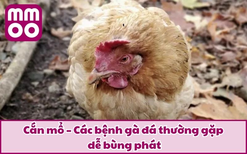 Các Bệnh Gà Đá Thường Gặp Cùng Phương Pháp Phòng & Trị 3 Cắn mổ – Các bệnh gà đá thường gặp dễ bùng phát