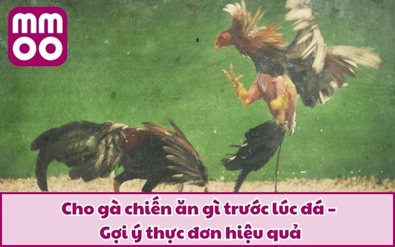 Cho Gà Chiến Ăn Gì Trước Lúc Đá Để Tăng Thể Lực Và Bền Đòn? 3 Cho gà chiến ăn gì trước lúc đá – Gợi ý thực đơn hiệu quả
