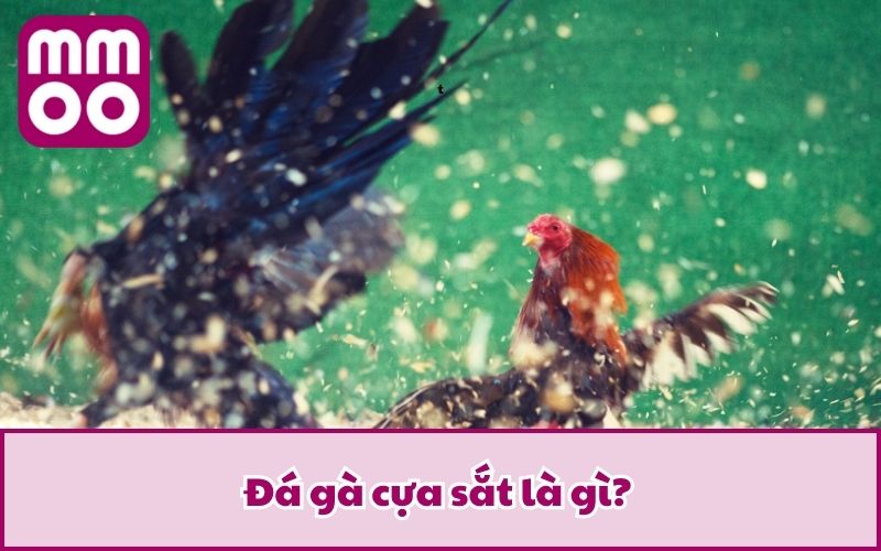 Luật Đá Gà Cựa Sắt 2025 Dễ Hiểu Cho Tân Thủ Từ MMOO 2 Đá gà cựa sắt là gì?