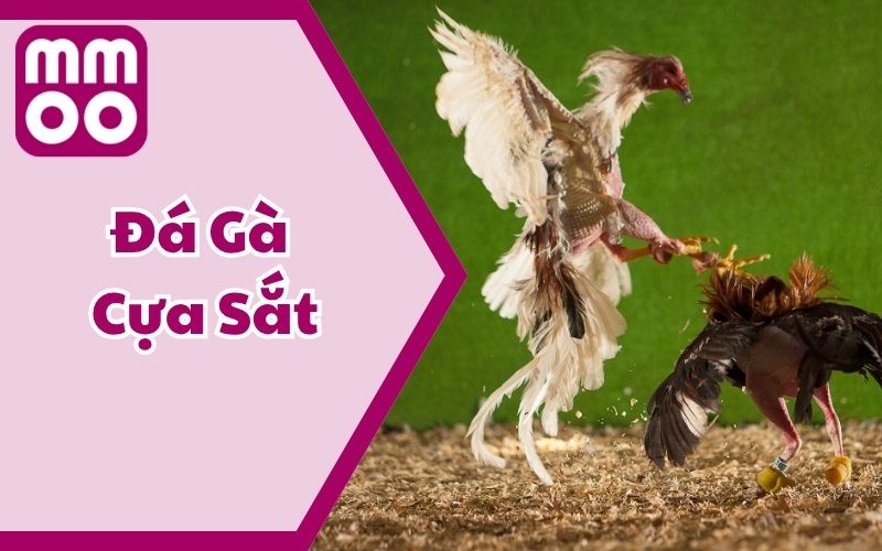 Luật Đá Gà Cựa Sắt 2025 Dễ Hiểu Cho Tân Thủ Từ MMOO 13 Luật Đá Gà Cựa Sắt 2025 Dễ Hiểu Cho Tân Thủ Từ MMOO