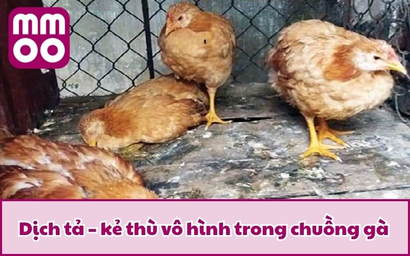 Các Bệnh Gà Đá Thường Gặp Cùng Phương Pháp Phòng & Trị 2 Dịch tả – kẻ thù vô hình trong chuồng gà