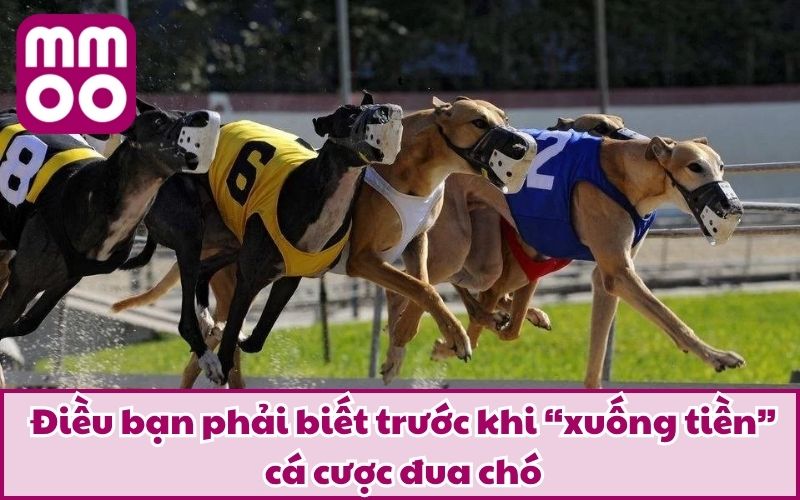 Hình Thức Cá Cược Đua Chó Mới Lạ Và Điều Bạn Cần Biết 2025 3 Điều bạn phải biết trước khi “xuống tiền” cá cược đua chó