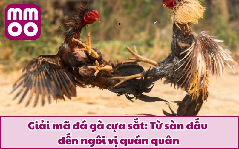 Luật Đá Gà Cựa Sắt 2025 Dễ Hiểu Cho Tân Thủ Từ MMOO 3 Giải mã đá gà cựa sắt: Từ sàn đấu đến ngôi vị quán quân