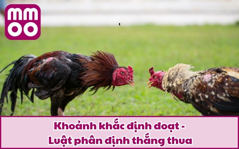 Luật Đá Gà Cựa Sắt 2025 Dễ Hiểu Cho Tân Thủ Từ MMOO 4 Khoảnh khắc định đoạt - Luật phân định thắng thua