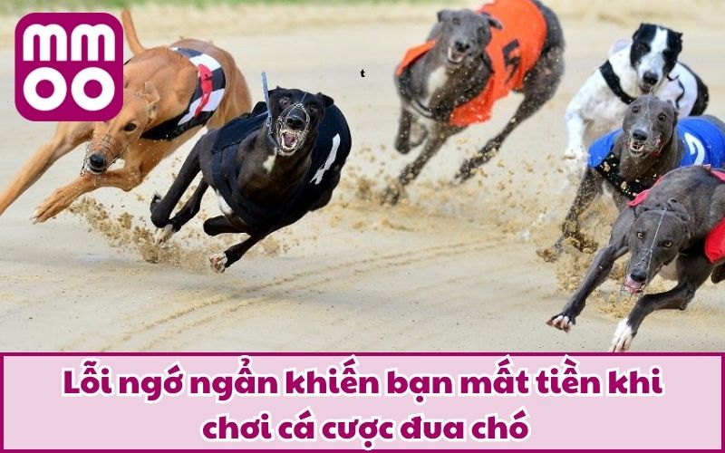 Hình Thức Cá Cược Đua Chó Mới Lạ Và Điều Bạn Cần Biết 2025 5 Lỗi ngớ ngẩn khiến bạn mất tiền khi chơi cá cược đua chó