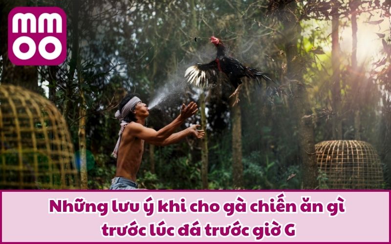 Cho Gà Chiến Ăn Gì Trước Lúc Đá Để Tăng Thể Lực Và Bền Đòn? 4 Những lưu ý khi cho gà chiến ăn gì trước lúc đá trước giờ G