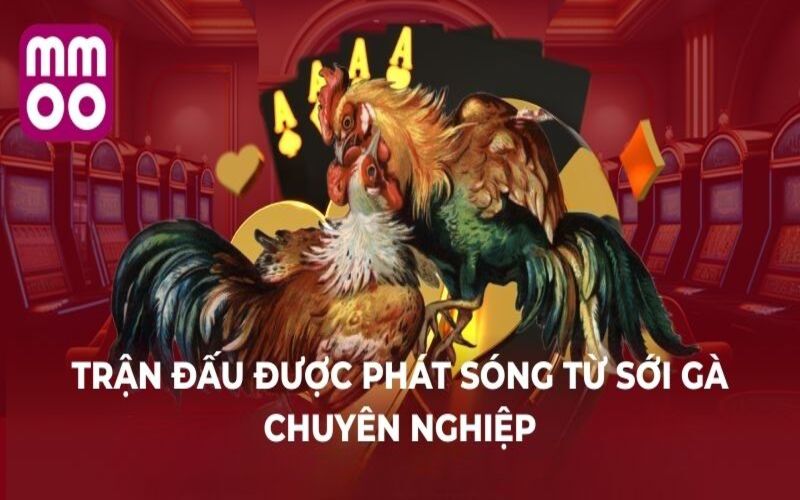 Trang Chủ 11 Trận đấu được phát sóng từ sới gà chuyên nghiệp