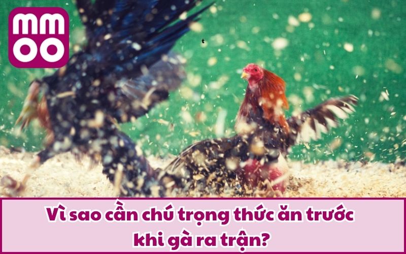 Cho Gà Chiến Ăn Gì Trước Lúc Đá Để Tăng Thể Lực Và Bền Đòn? 2 Vì sao cần chú trọng thức ăn trước khi gà ra trận?