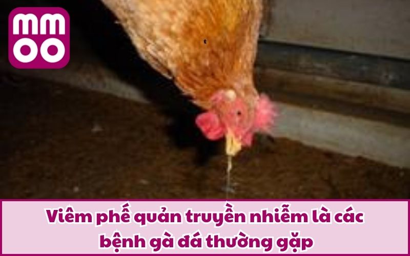 Các Bệnh Gà Đá Thường Gặp Cùng Phương Pháp Phòng & Trị 4 Viêm phế quản truyền nhiễm là các bệnh gà đá thường gặp